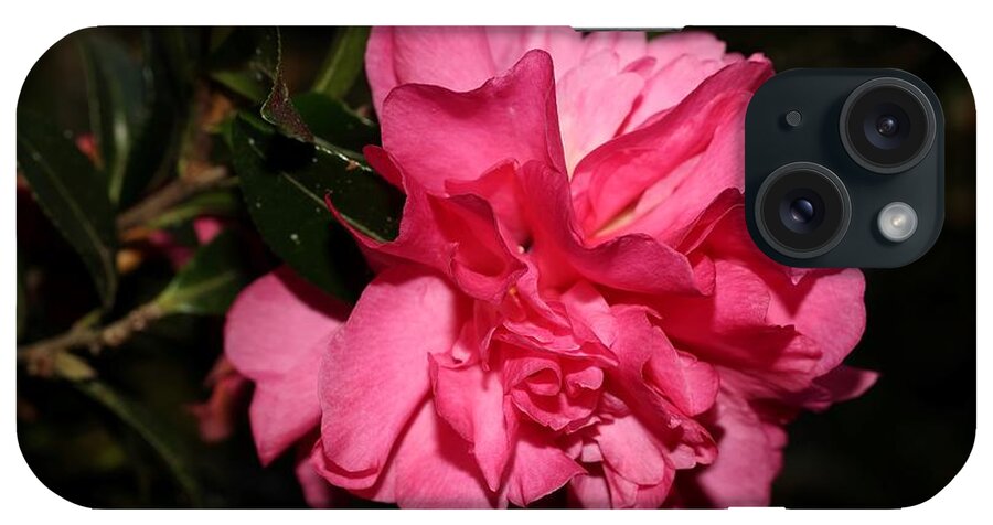 Camellia iPhone Case featuring the photograph Camellia V by Mingming Jiang