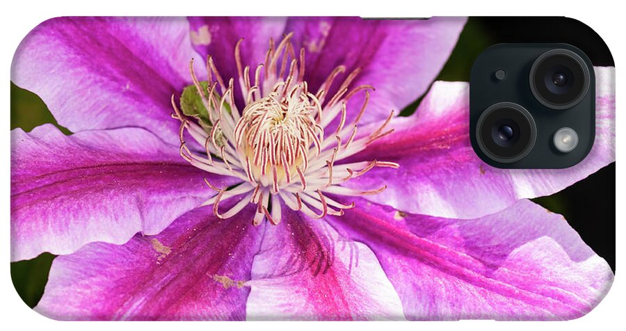 Clematis iPhone Case featuring the photograph Pink Clematis Flower Photograph by Louis Dallara