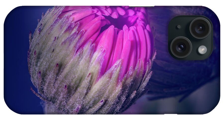 Gerber iPhone Case featuring the photograph Pink Gerbera Blooms by AS MemoriesLiveOn