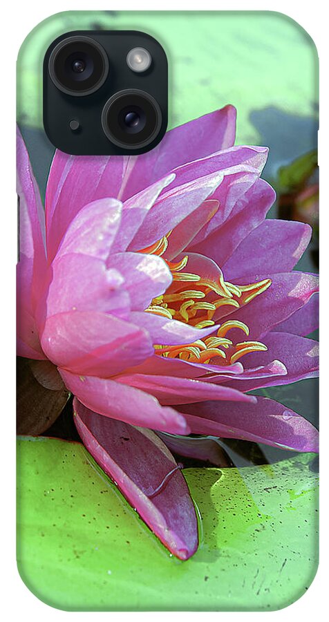 Water Lily iPhone Case featuring the photograph Pink Lily by Lisa Spencer