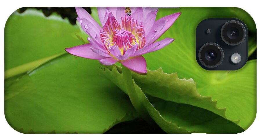Aquatic iPhone Case featuring the photograph Pink lily with a bee by On da Raks