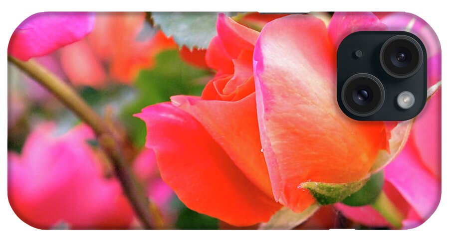 Rose iPhone Case featuring the photograph Pink Orange Hybrid by Rona Black