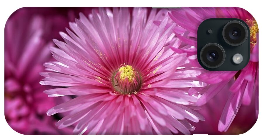 Pigface Plant iPhone Case featuring the photograph Pink Pigface Flowers by Joy Watson