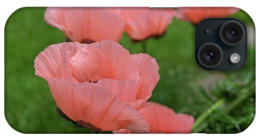 Poppy iPhone Case featuring the photograph Pink poppy parade by Lisa Mutch