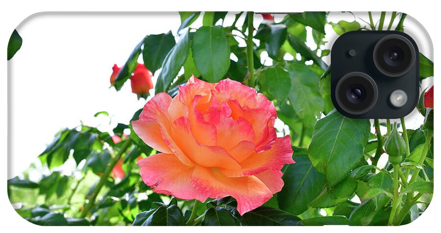 Rose iPhone Case featuring the photograph Pink Rose in the Stem by Amazing Action Photo Video