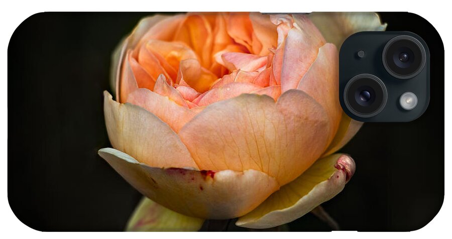 Pink iPhone Case featuring the photograph Pink Rose Portrait by Carrie Hannigan