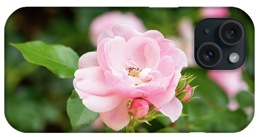 Pink Rose iPhone Case featuring the photograph Pink Rose by Tanya C Smith