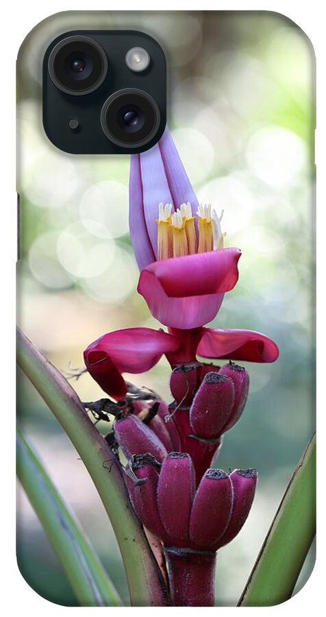 Pink Velvet Banana iPhone Case featuring the photograph Pink Velvet Banana Flower by Mingming Jiang