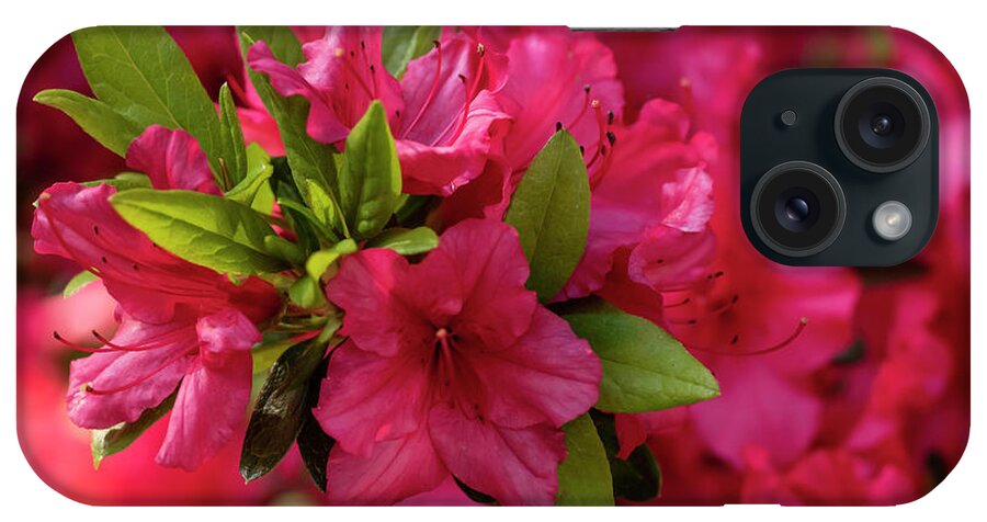 Azaleas iPhone Case featuring the photograph Pink Wave by Reynaldo BRIGANTTY