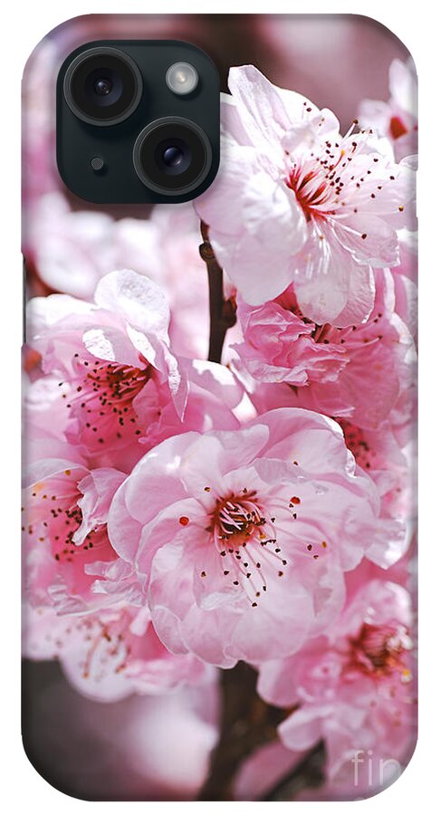 Prunus Blossom iPhone Case featuring the photograph Pinks of Blossom Prunus by Joy Watson