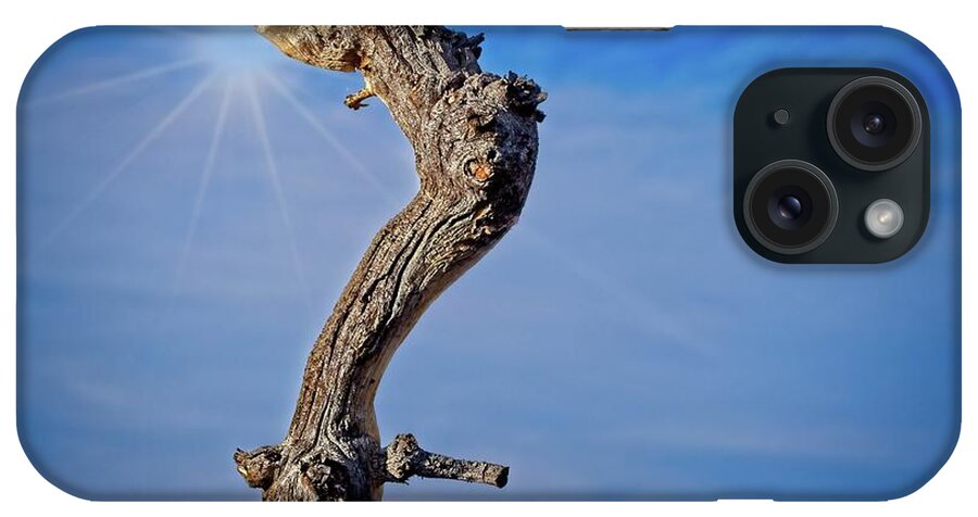 Growth iPhone Case featuring the photograph Pinyon Trunk Against A Blue Sky by David Desautel