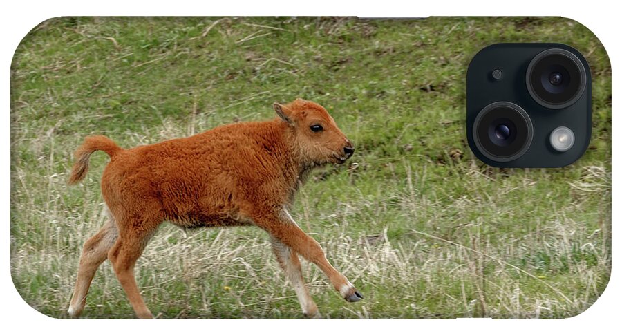 Bison iPhone Case featuring the photograph Playful by Ronnie And Frances Howard