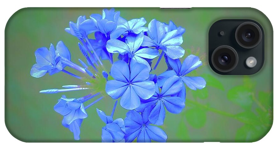 Flowers iPhone Case featuring the photograph Plumbago Off Line by Alida M Haslett