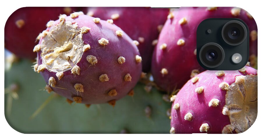 Prickly Pear iPhone Case featuring the photograph Plump Prickly Pear Fruit by Bonny Puckett