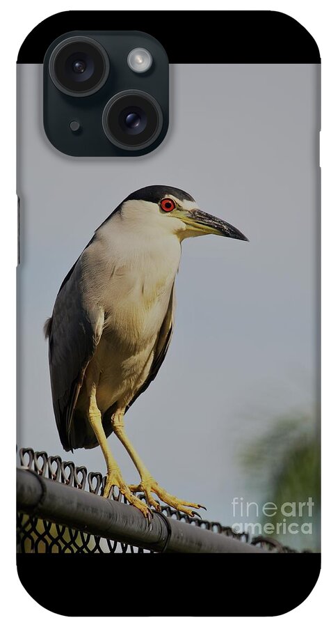 Herons iPhone Case featuring the photograph Portrait of a Black Crowned Night Heron by Joanne Carey