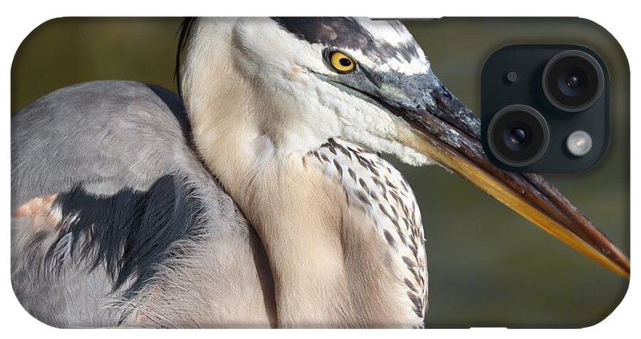 Blue Heron iPhone Case featuring the photograph Portrait of a Great Blue Heron by Mingming Jiang