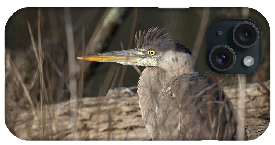 Bird iPhone Case featuring the photograph Portrait of a Heron by Paul Ross