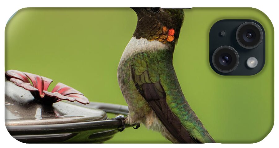 Ruby Throated Hummingbird iPhone Case featuring the photograph Portrait of a Hummingbird by Sandra J's