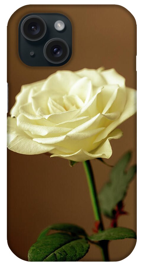 Single Rose iPhone Case featuring the photograph Portrait Of A Rose by Tanya C Smith