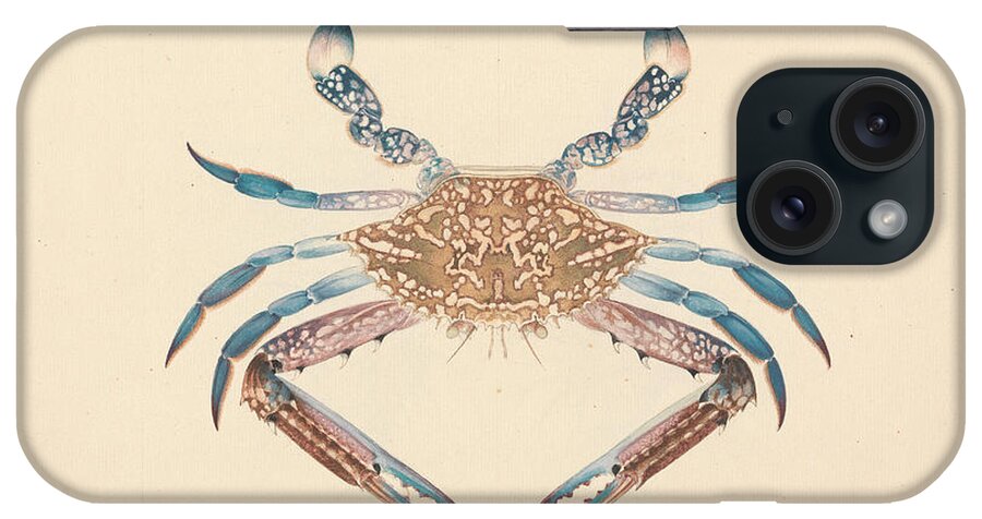 18th Century iPhone Case featuring the drawing Portunua Pelagicus - Blue Crab by Luigi Balugani