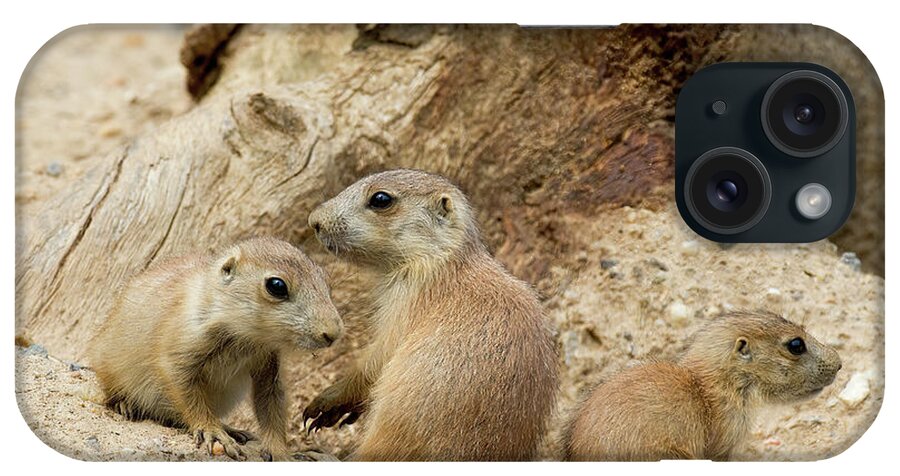 Animal iPhone Case featuring the photograph Prairie Dog Pups by Chris Scroggins