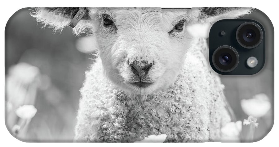 Lamb iPhone Case featuring the photograph Precious Baby Lamb - Black and White Square Format by Rachel Morrison