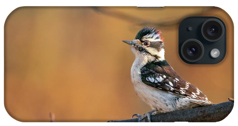 Nature iPhone Case featuring the photograph Proud Downy Woodpecker by Kristia Adams