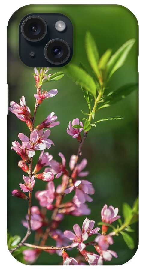 Prunus iPhone Case featuring the photograph Prunus Tenella Flowers Dwarf Russian Almond by Artur Bogacki