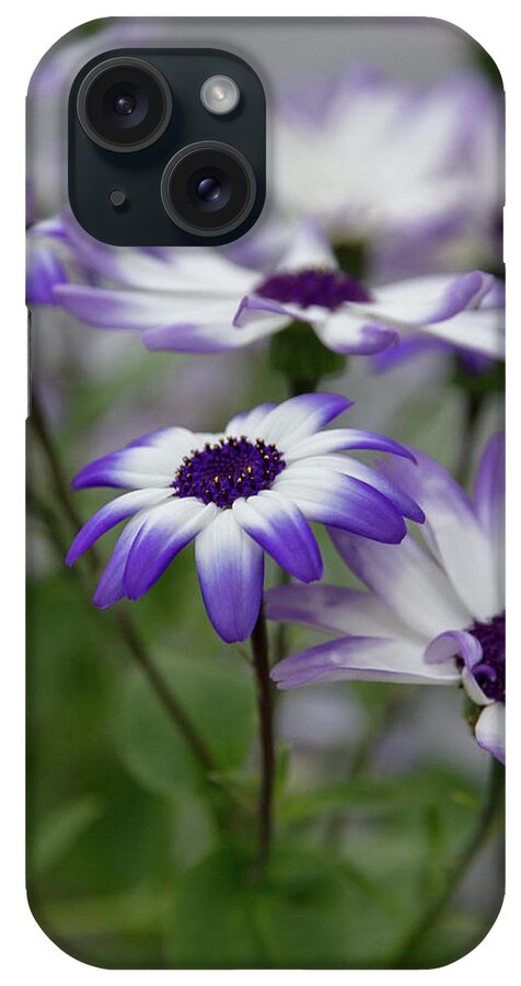 Flowers iPhone Case featuring the photograph Purple Daisies by Denise Kopko