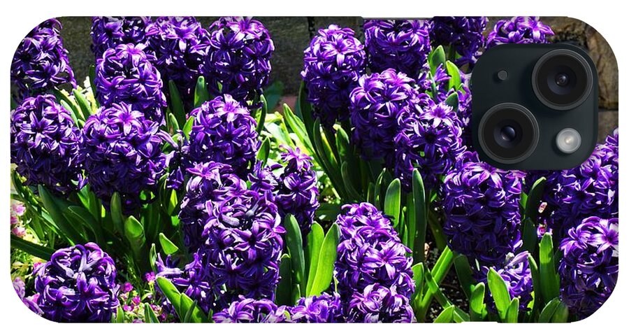 #hyacinths#botanicals#northcarolinaarboretum#ashevillenc#usa iPhone Case featuring the photograph Purple Hyacinths by Katherine Y Mangum