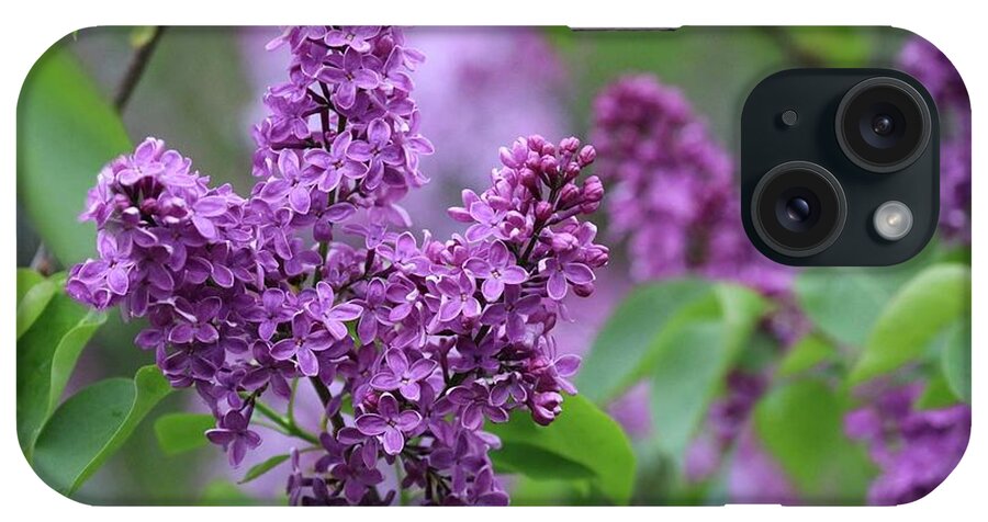 Lilac iPhone Case featuring the photograph Purple Lilacs In June by Sandra Huston