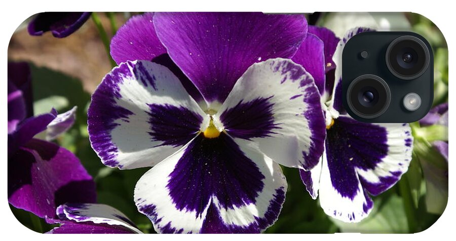  iPhone Case featuring the photograph Purple Pansy by Heather E Harman