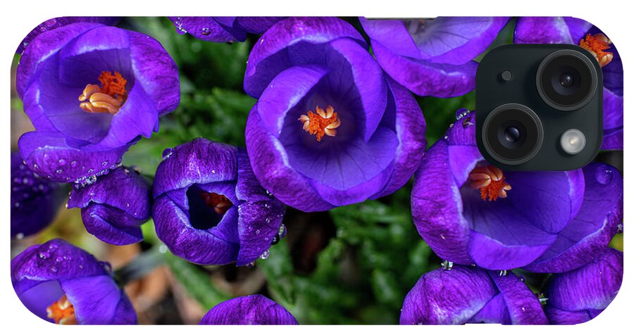 Spring iPhone Case featuring the photograph Purple Rain by Kevin Suttlehan