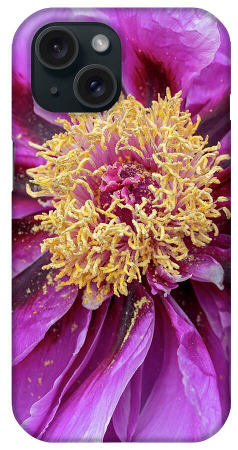 Flower iPhone Case featuring the photograph Purple Tree Peony by Dawn Cavalieri