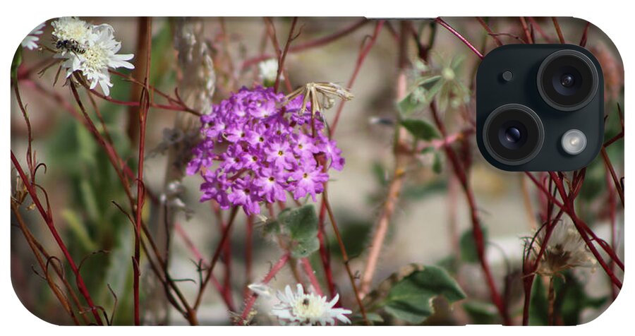 White Pincushion iPhone Case featuring the photograph Purple Verbena And White Pincushion Wildflowers Coachella Valley Wildlife Preserve by Colleen Cornelius