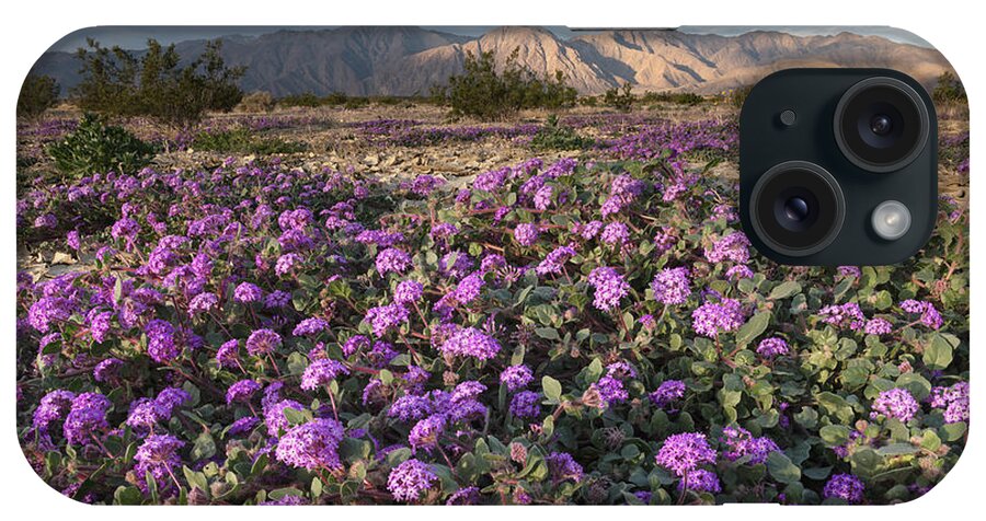 San Diego iPhone Case featuring the photograph Purple Verbena at Anza Borrego by William Dunigan