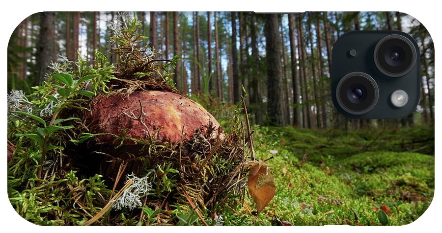 Boletus Pinophilus iPhone Case featuring the photograph Pushing up from the ground. Pine bolete by Jouko Lehto