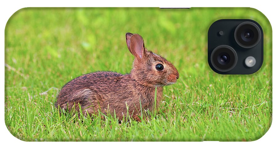 Animals iPhone Case featuring the photograph Rabbit in the Grass by Amelia Pearn