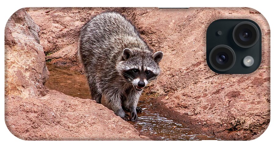 Airzona iPhone Case featuring the photograph Raccoon in Stream, Arizona by Dawn Richards