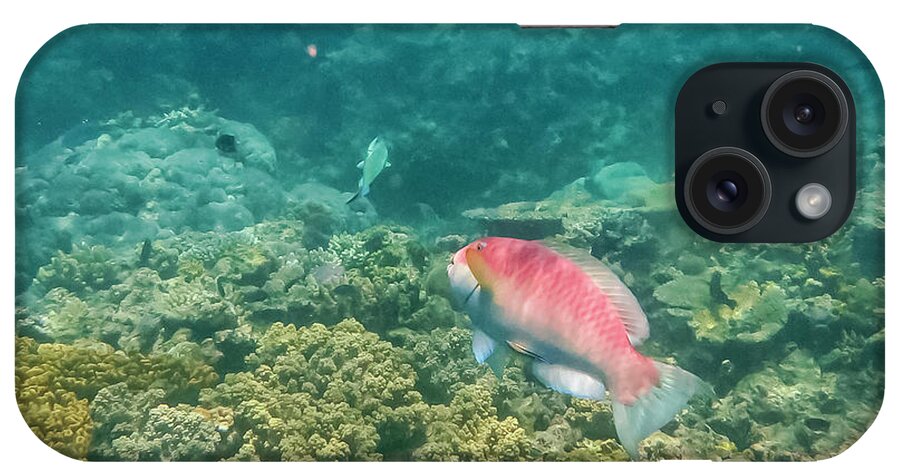 Great Barrier Reef iPhone Case featuring the photograph Rainbow Parrotfish by Bob Phillips