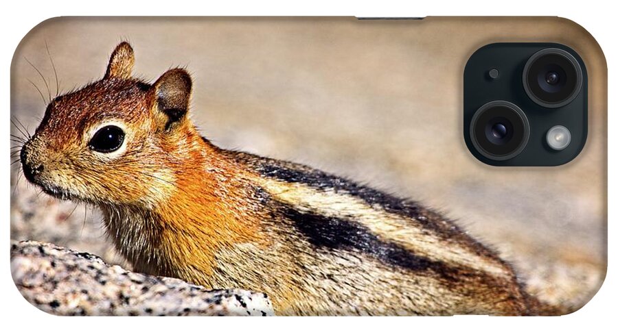 Chipmunk iPhone Case featuring the photograph Ready To Run by David Desautel