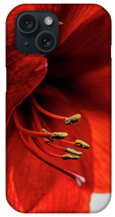 Red Amaryllis iPhone Case featuring the photograph Red Amaryllis by Nailia Schwarz