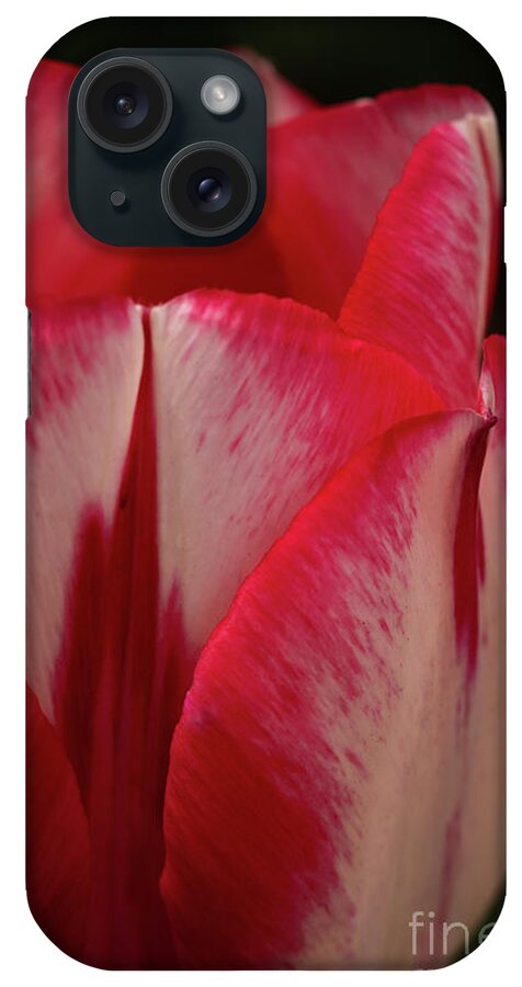 Red iPhone Case featuring the photograph Red and White Tulip by Ana V Ramirez