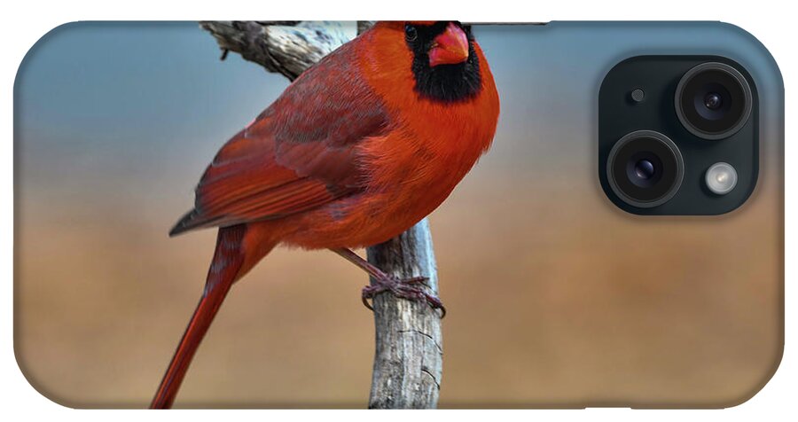 Songbird iPhone Case featuring the photograph Red Bird by Cathy Kovarik