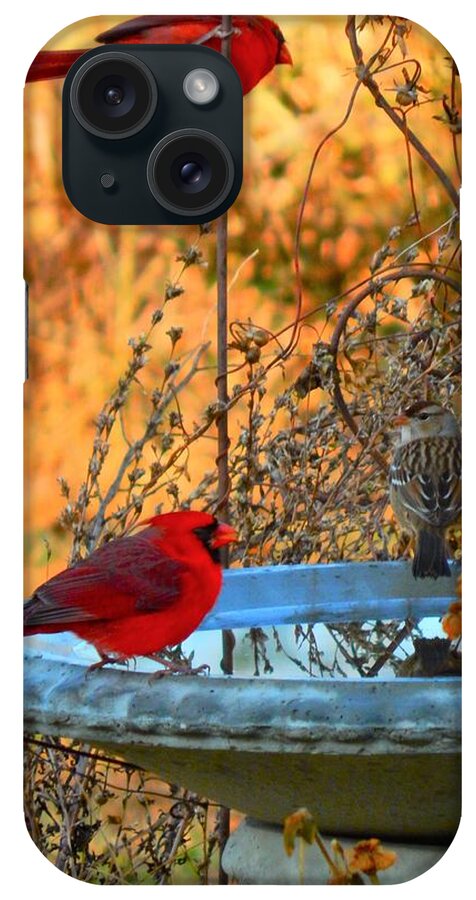 Cardinal iPhone Case featuring the photograph Red Bird Morning by Virginia White