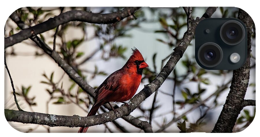 Animal iPhone 15 Case featuring the photograph Red Cardinal in Spring by Jeff Folger