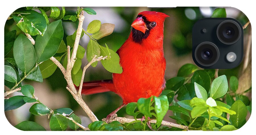 Bird iPhone Case featuring the photograph Red Cardinal Perched by Blair Damson