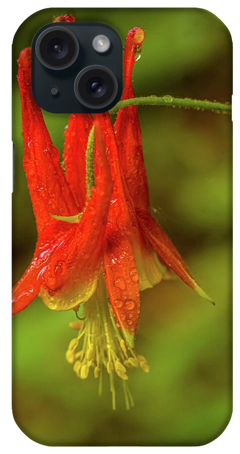 Red Columbine iPhone Case featuring the photograph Red Columbine by Lilia S