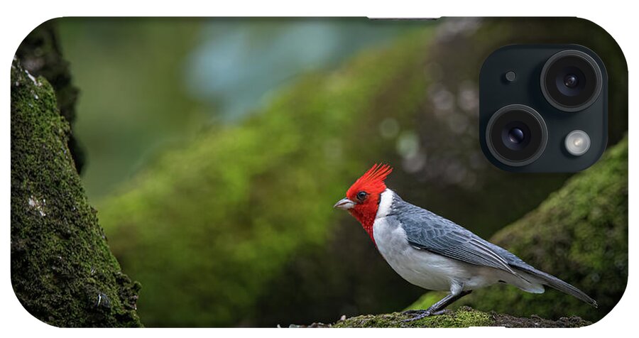 Red Crested Cardinal iPhone Case featuring the photograph Red Crested Cardinal by Rick Mosher