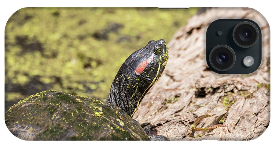 Red-eared Slider iPhone Case featuring the photograph Red-eared Slider by Debra Martz